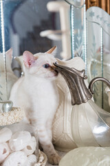 Snow Bengal Kitten zwischen der Dekoration im Wohnzimmer