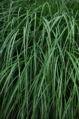 Close up of wild grasses in the forest