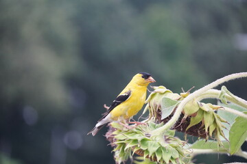 american goldfinch standing on top of sunflower