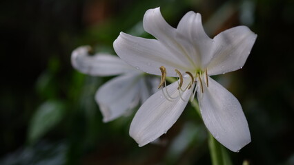 Obraz na płótnie Canvas White Tiger Lily flower in a garden
