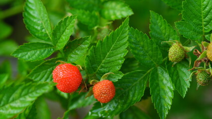 Fresh red raspberry fruit on a tree.