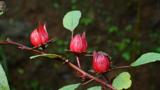 Fresh red roselle flowers bulb in the garden.
