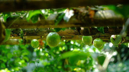 Fototapeta na wymiar Unriped passion fruit in the garden hanging from bamboo poles