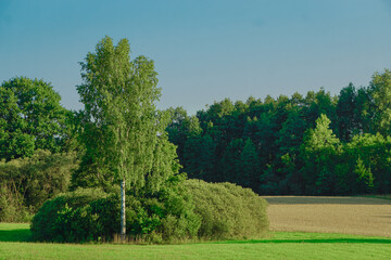 Blooming field, forest, grasses, flowers and shrubs. Forest, young pine and birch trees. Blue sky, white clouds.