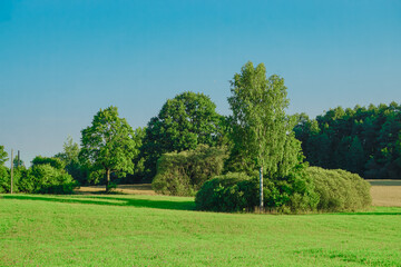 Blooming field, forest, grasses, flowers and shrubs. Forest, young pine and birch trees. Blue sky, white clouds.
