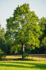 Countryside rural summer scene featuring grassy hill and green maple, on a sunny day, blue sky and white clouds
