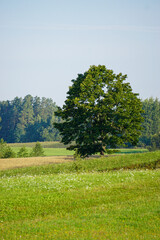 Countryside rural summer scene featuring grassy hill and green maple, on a sunny day, blue sky and white clouds