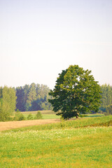 Countryside rural summer scene featuring grassy hill and green maple, on a sunny day, blue sky and white clouds