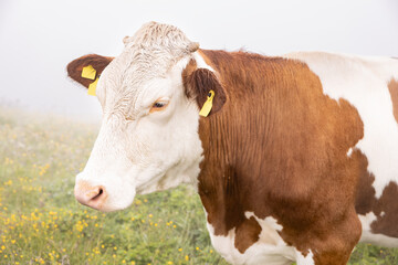 Large portrait of a cow grazing in a misty meadow in the mountains