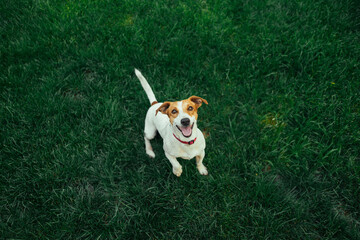 Jack Russell Terrier running and jumping on camera