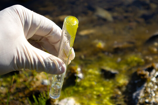 Water sample. Hand holding a test tube with water and green seaweed in nature. Water purity analysis and environment concept. Water testing. Infections and bacteria. Research concept.