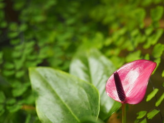 観葉植物　アンスリウム