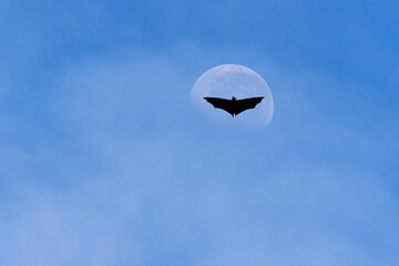 Silhouette of a bat flying across the moon surrounded by eerie clouds, on Halloween spirit. Scary Halloween illustration in color.