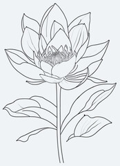 Line Art of one Lotus vector illustration, flower for Jogi