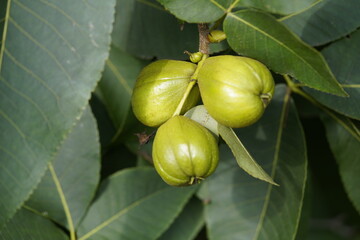 Carya ovata, Juglandaceae family. Hanover, Germany.
