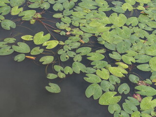 水生植物　カガブタ