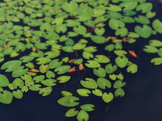 水生植物　カガブタ