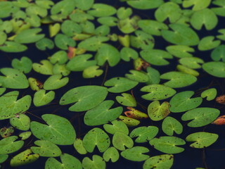 水生植物　カガブタ