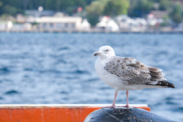 Close up seagull with sea and city background. 