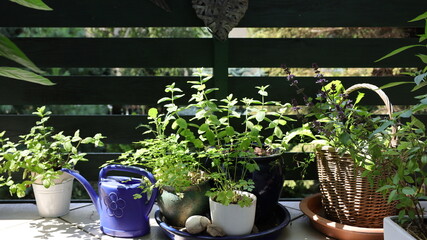 Herbs growing in containers on the balcony and watering can