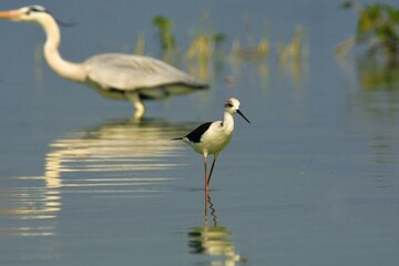 The Black-winged stilt (Himantopus himantopus) and The Grey heron (Ardea cinerea) on the background. Bird Sanctuary.Maharashtra. India.