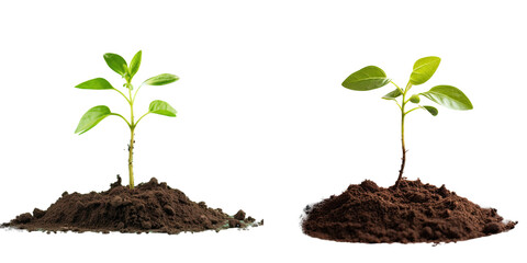 Seedling alone on transparent background