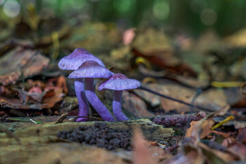 These beautiful specimens of the Lilac Fibrecap (Inocybe lilacina) were photographed in the Balijbos in Zoetermeer