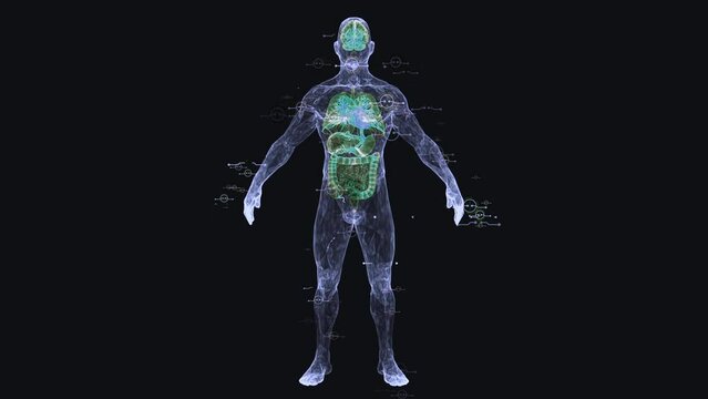 Male  body 3d wireframe render.
Male body animation stock footage.