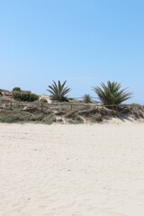 palmy na plaży 