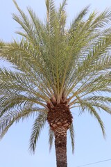 palma daktylowa z bliska