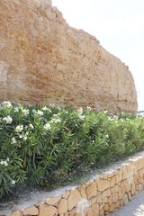 klif z rododendronem i murem kamiennym