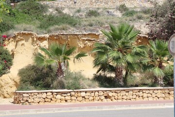 mur kamienny z palmami