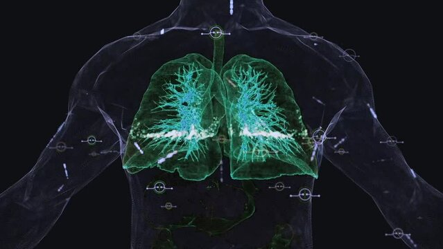 Digital Anatomy of the human Lungs. 3D Render. Human lungs stock footage wire frame.