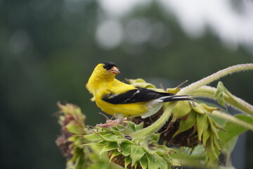 american goldfinch standing on top of sunflower