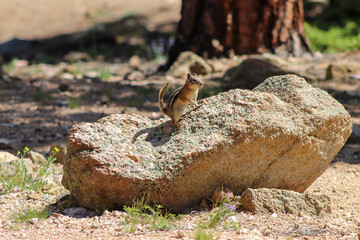 Chipmunk in the wild mountains Estes Park Colorado . High quality photo