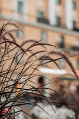 Autumnal dried brown seasonal plants growing in the nature. Dry reeds bohemian concept. Autumn in the city