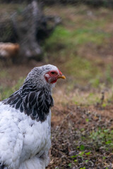 white chicken in the grass