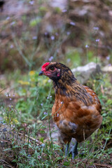 hen in the grass