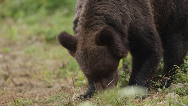 Niedźwiedź brunatny (Ursus arctos)