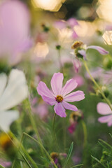 Fototapeta premium Blooming pink cosmos flower at sunset on a blurred background.