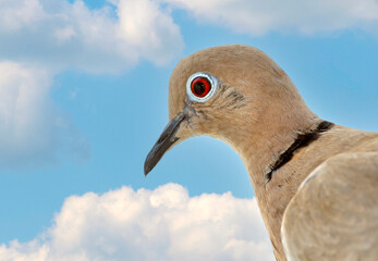 close-up portrait of a brown dove ,against blue sky with clouds. selective focus. The Eurasian collared dove (Streptopelia decaocto) is a dove species native to Europe and Asia