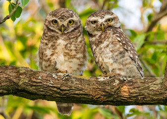 Two cute little owls on a tree branch