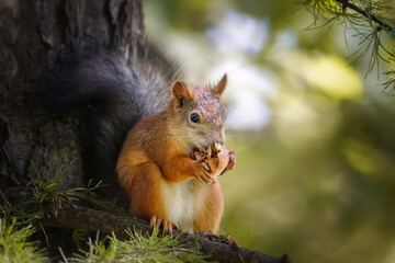 Naklejka na ściany i meble Red Squirrel climbing up in a tree...
