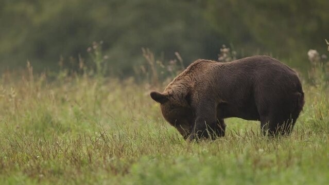 Niedźwiedź brunatny (Ursus arctos)