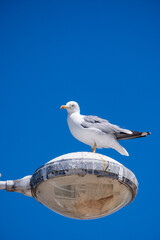 Obraz premium seagull on the beach