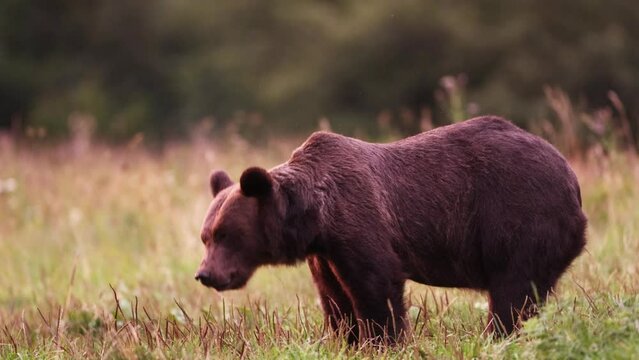 Niedźwiedź brunatny (Ursus arctos)