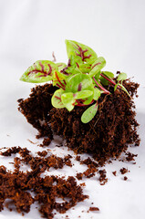 microgreens in a container in the process of growth on a light background