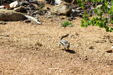 Chipmunk in the wild mountains Estes Park Colorado . High quality photo