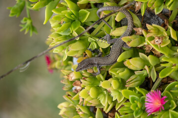 lizard on a tree
