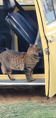 cat in car